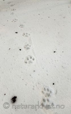 BB 11 0472 / Lynx lynx / Gaupe